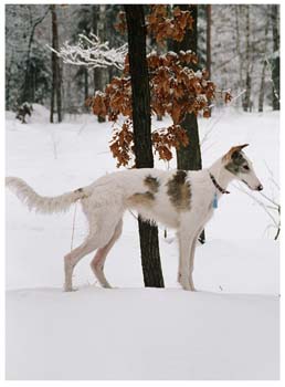 duma3
